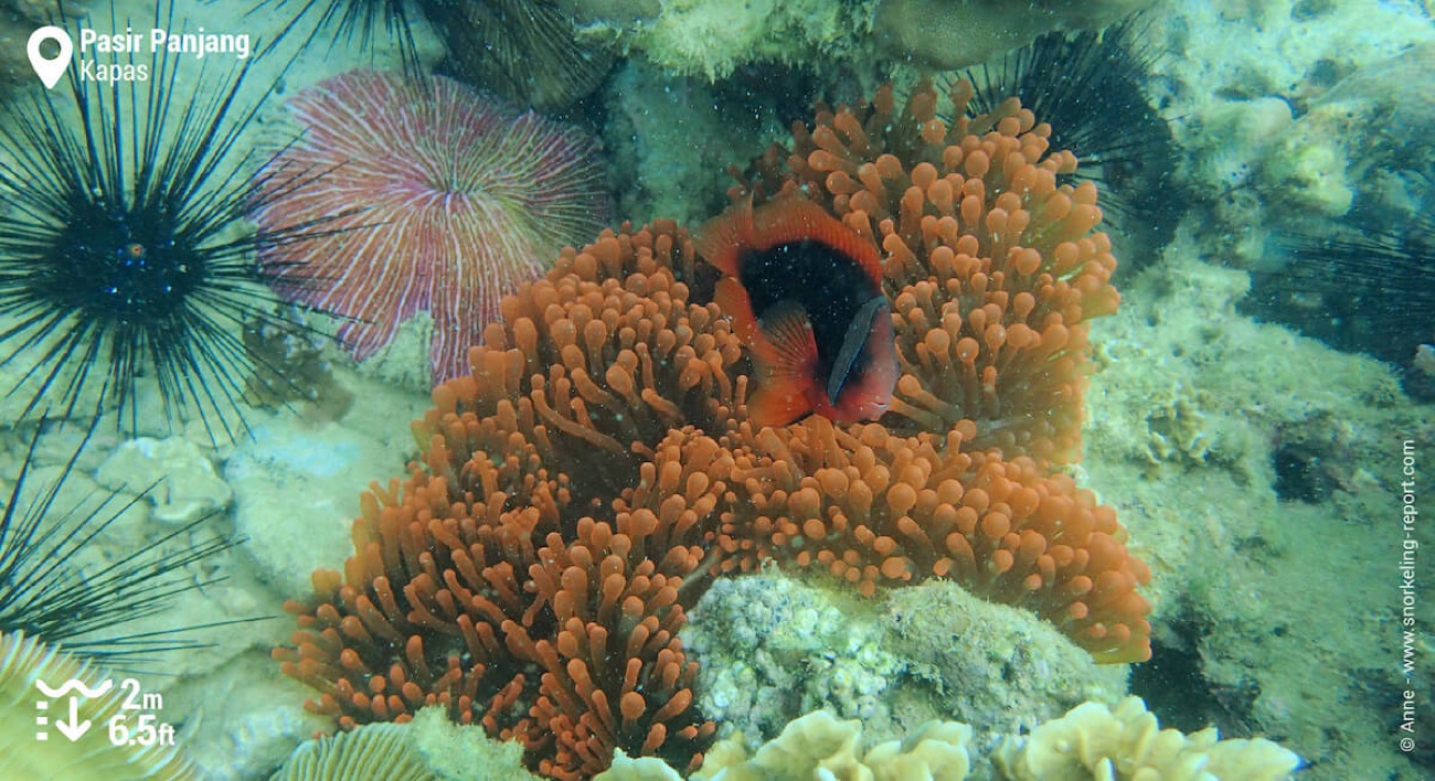 A tomato clownfish sheltering in an orange anemone on the reef at Pasir Panjang, Kapas, with sea urchins and coral around it, two metres down.
